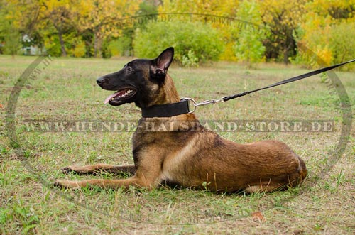 Lederhalsband für Malinois ausgezeichnet