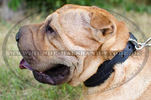 Hundehalsband mit
Polsterung