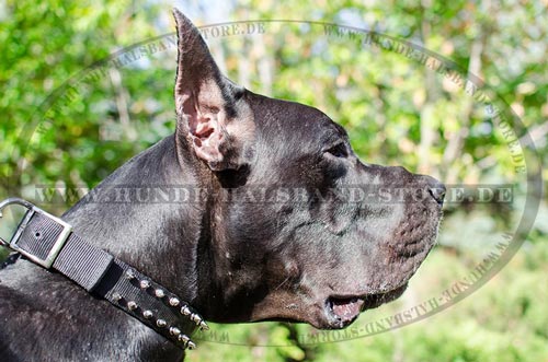 Bequemes Hundehalsband mit Spikes