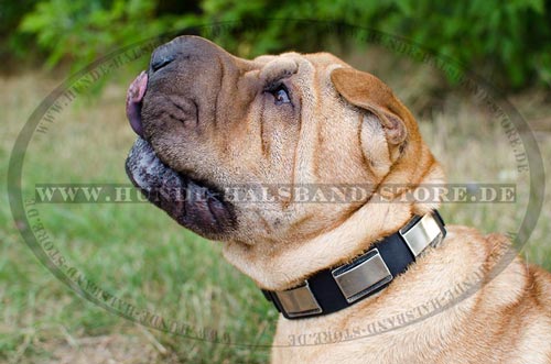  Stilvolles
Hundehalsband aus Leder