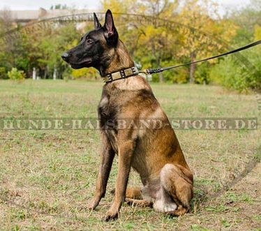 Lederhalsband für Malinois stilvoll