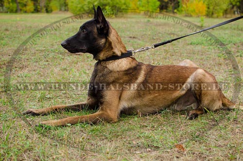 Lederhalsband für Malinois stilvoll