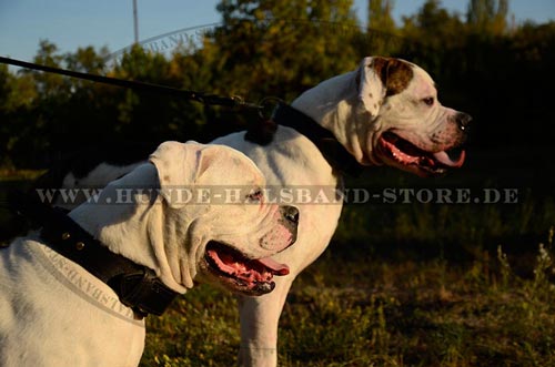 Lederhalsband am Hund Erziehung und Training