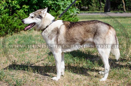 Halsband für Husky mit Schmuck