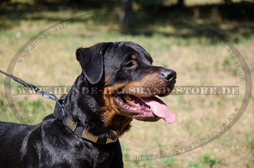 Lederhalsband am Hund wunderschön