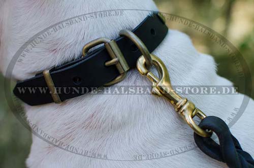 Hundehalsband Leder stilvolles Design