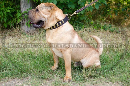  Stilvolles
Hundehalsband aus Leder