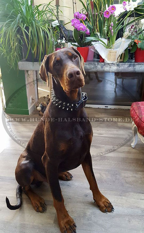 stilvolles Halsband am Hund