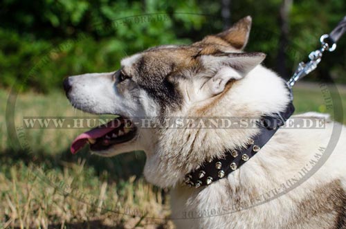 Nietenhalsband für Husky mit Spikes