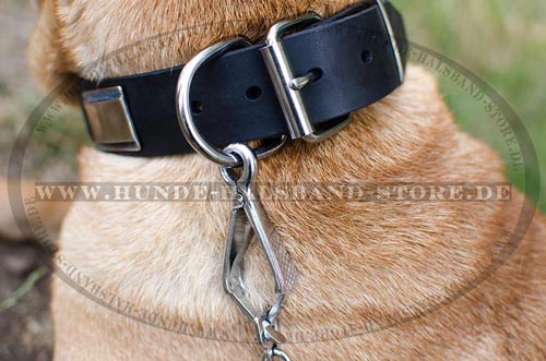 Hundehalsband mit Platten