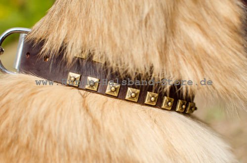 Hundehalsband 40 mm mit Nieten