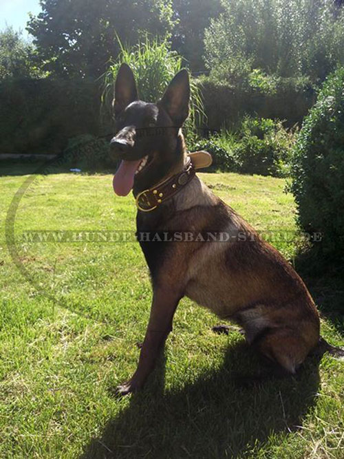 Lederhalsband für Malinois stilvolles Design