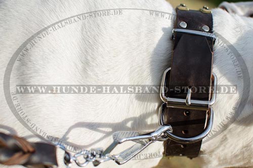 Hundehalsband mit Nieten