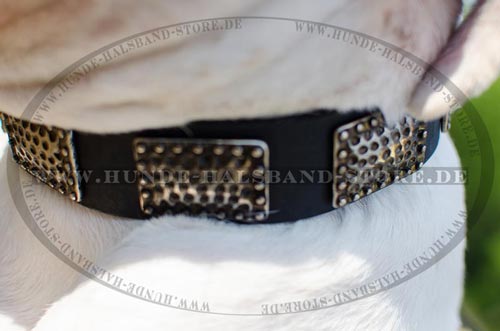 Hundehalsband 40 mm originell