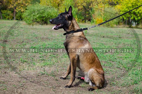 Lederhalsband für Malinois