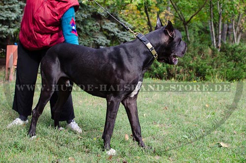 Hundehalsband bequem für den Hund