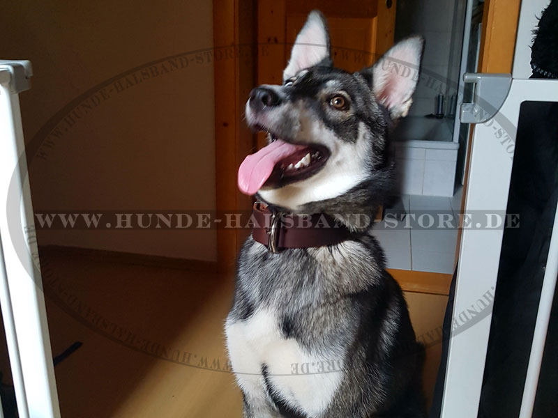 Ledernes Hundehalsband