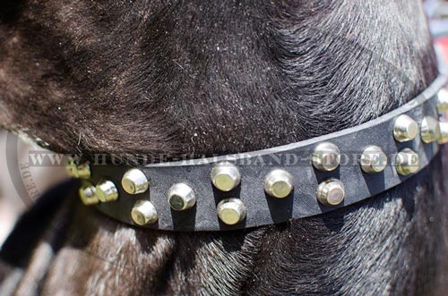  Halsband Leder m Hund