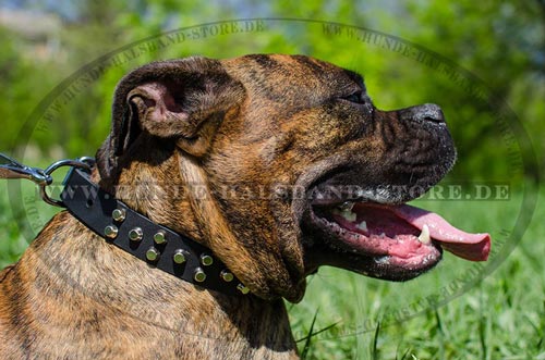 Halsband für Boxer breit