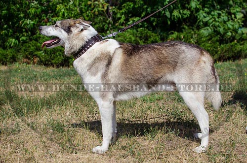 Hundehalsband für Husky Nieten