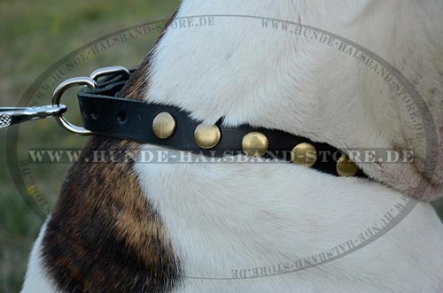 Hundehalsband mit runden Messing Nieten=