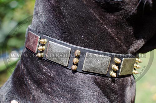 Hundehalsband mit exklusivem Design 