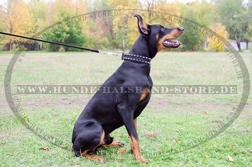 Nylonhalsband für Dobermann mit Spikes