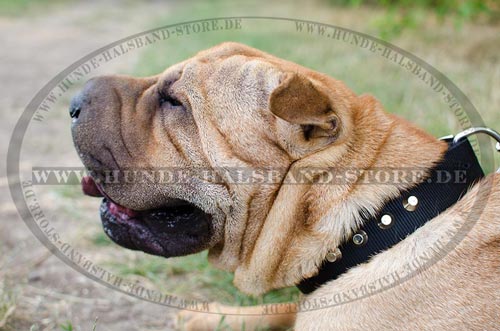 Hundehalsband
mit Pyramiden Reihe