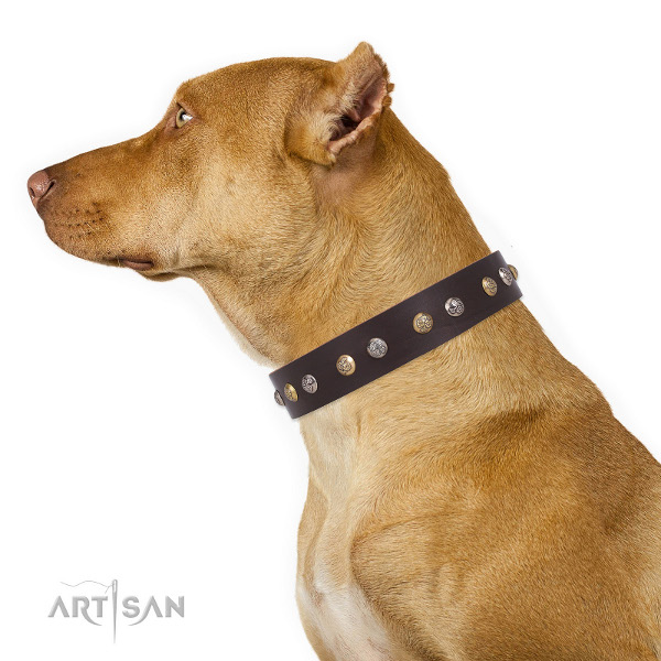 
hochqualitatives Halsband am Pitbull