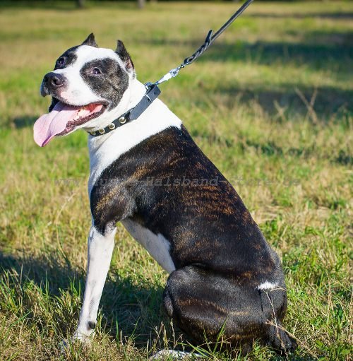  Erstklassiges
Hundehalsband aus Leder 19 mm