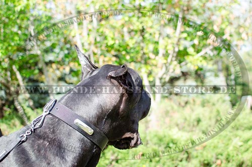 schwarzes Nylon Halsband fürs Training und jeden Tag