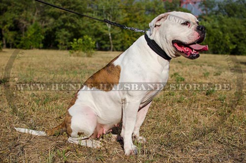 25 mm
breites Halsband aus Leder am Hund