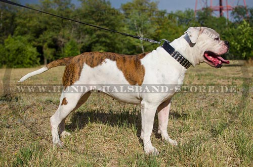 Pyramiden Reihen Hundehalsband 