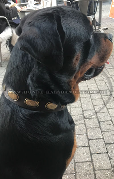 Lederhalsband Ovale aus Messing am Hund