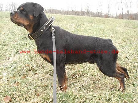 Hundehalsband aus Leder mit Griff