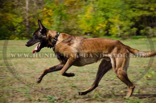 Lederhalsband für Malinois stilvoll