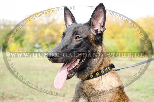 Hundehalsband aus Leder fuer Malinois mit Schmuck