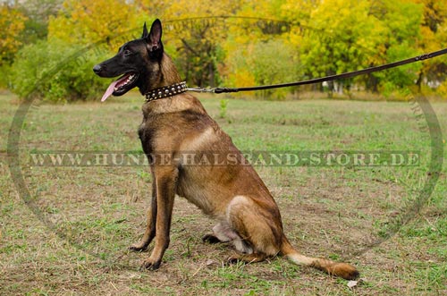 Hundehalsband aus Leder fuer Malinois mit Schmuck