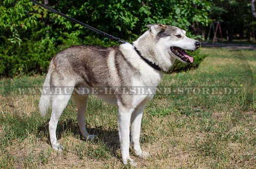 Hundehalsband für Husky klassisch