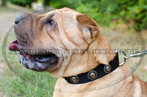  Stilvolles
Hundehalsband aus Nylon