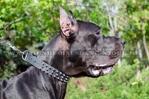 Deutsche Dogge Hundehalsband mit Spikes