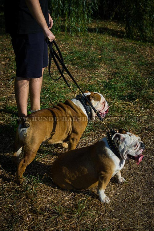 Englische Bulldogge Hundehalsband