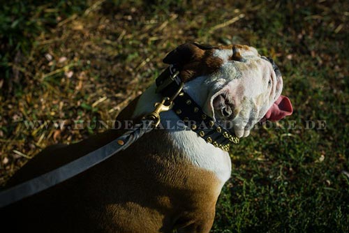 Spikes Hundehalsband am Bulldogge