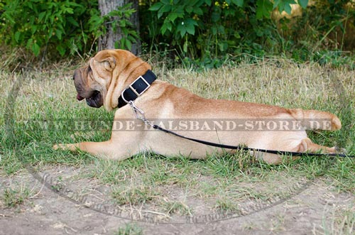  Stilvolles
Hundehalsband am Hund