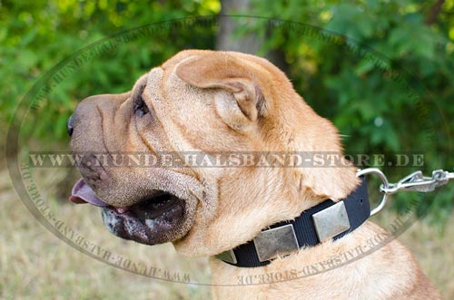  Stilvolles
Hundehalsband am Hund