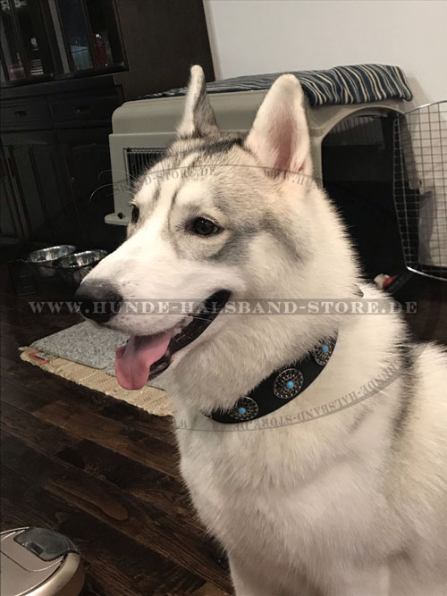 Hundehalsband aus Leder am Husky