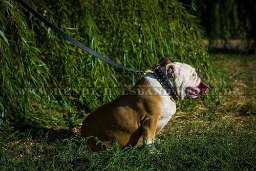 Glänzede Spikes Halsband für Hund