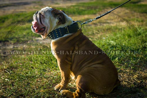 Halsband mit 4 reihen von Spikes und Nieten 