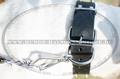 stilvolles amerikanische Bulldogge Halsband