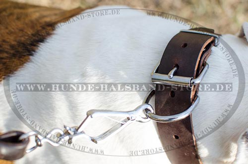 Hundehalsband ohne Schmuckteile =